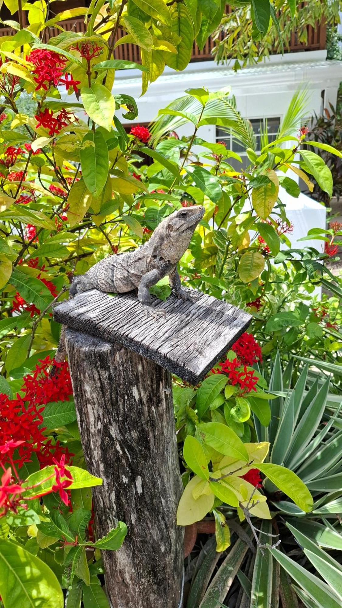 Amanda'S Place Green Studio - Pool And Tropical Garden Caye Caulker Eksteriør billede