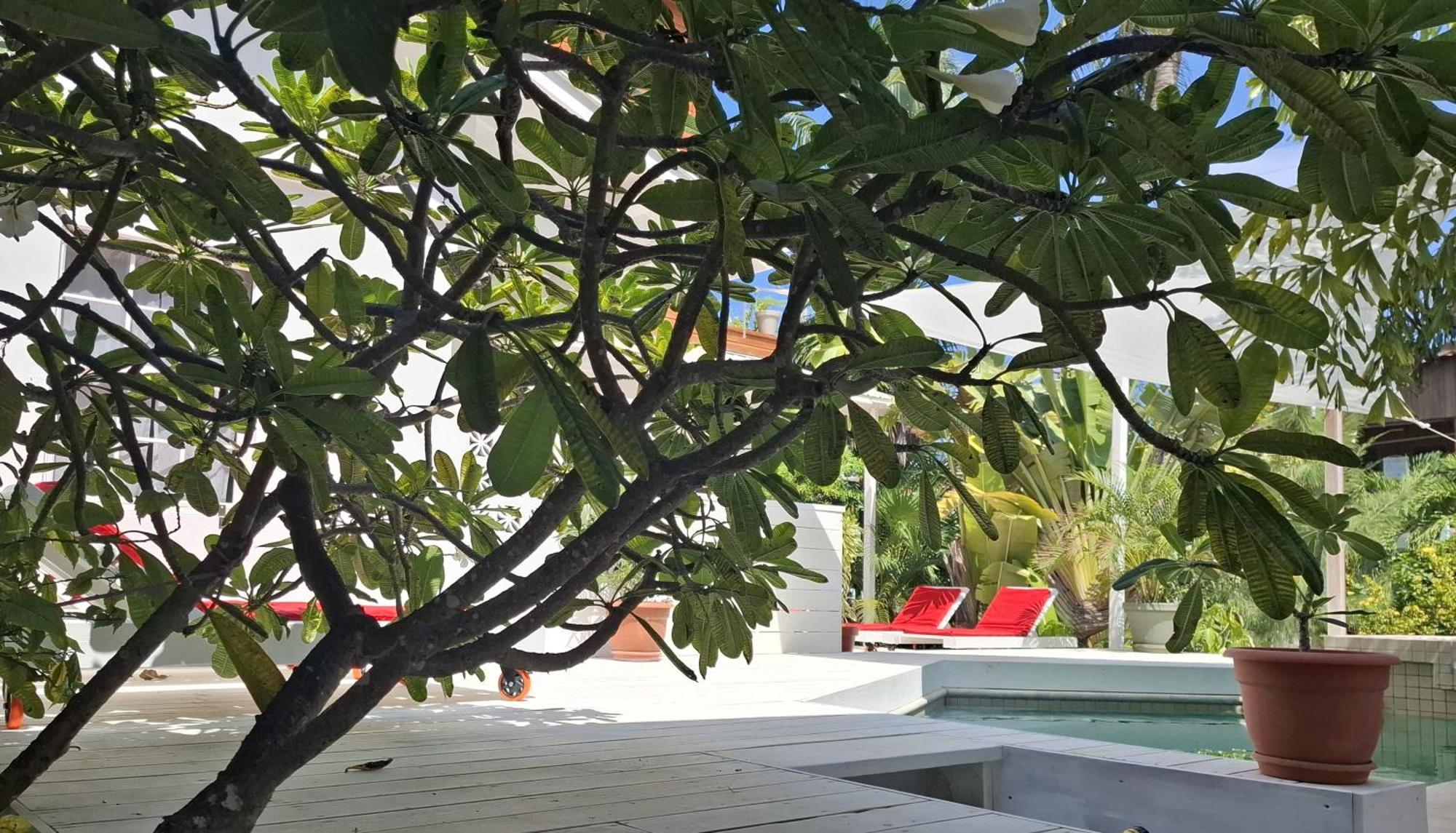 Amanda'S Place Green Studio - Pool And Tropical Garden Caye Caulker Eksteriør billede
